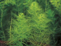 Снимка на Myriophyllum verticillatum (Linnaeus, 1753)